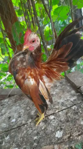 Serama ganteng jagoan muda