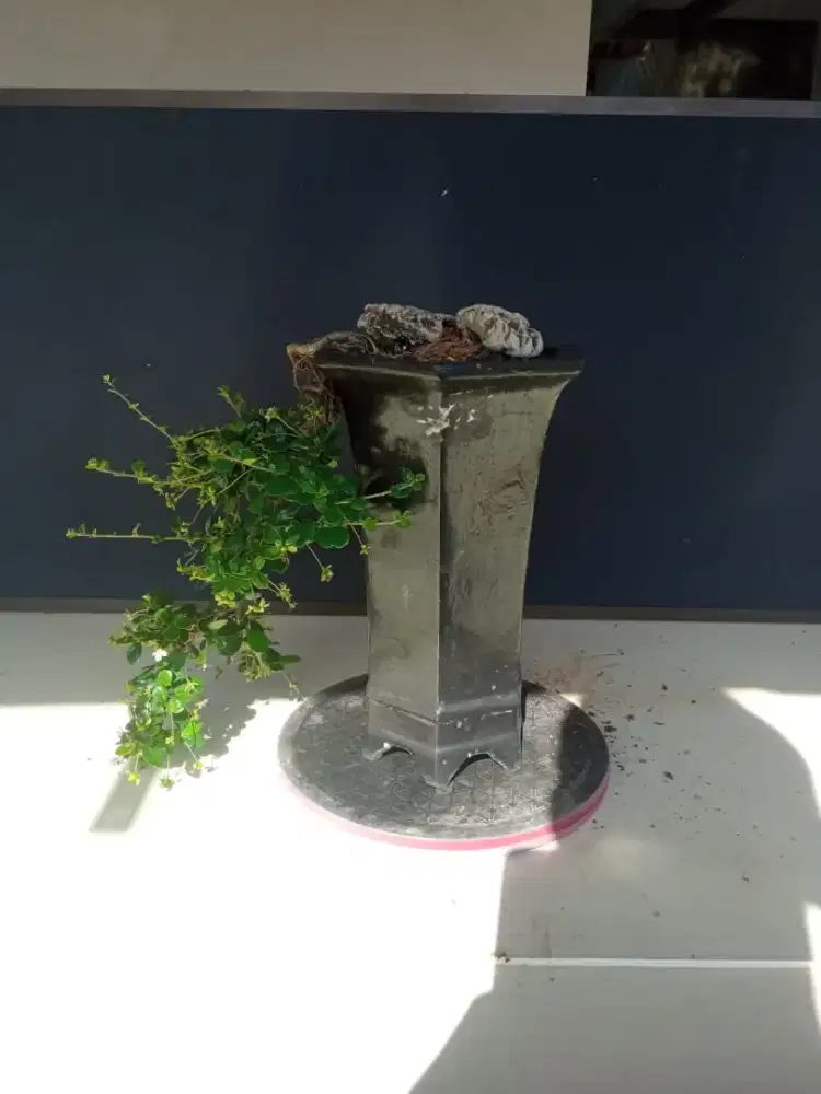 bonsai hokianti cascade
