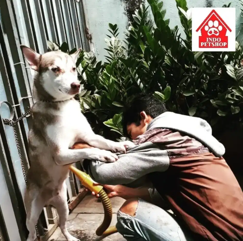 Grooming door to door area Jakarta Utaraa