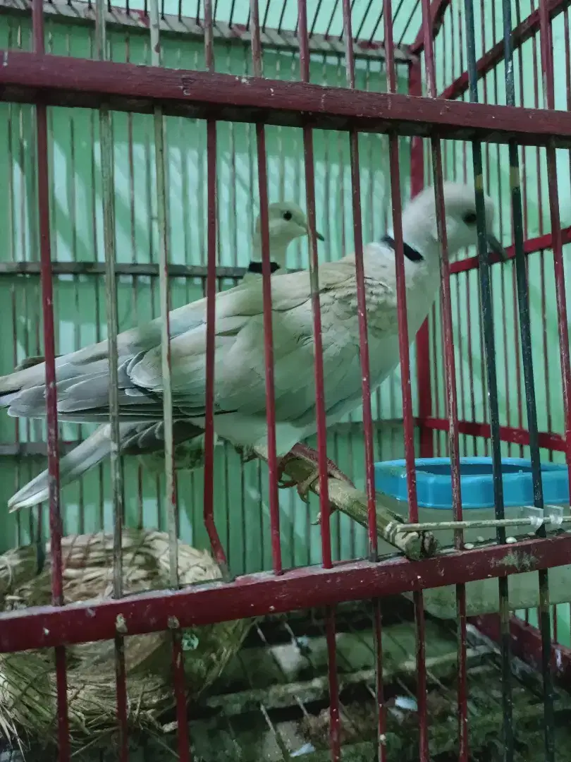 Puter Crosing sepasang suara kerasa besar