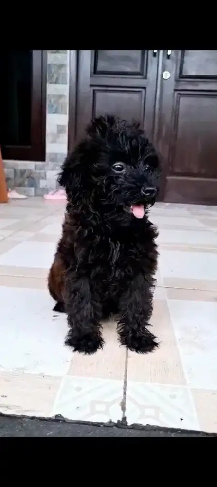 NEGO,! anakan anjing mini Pudle