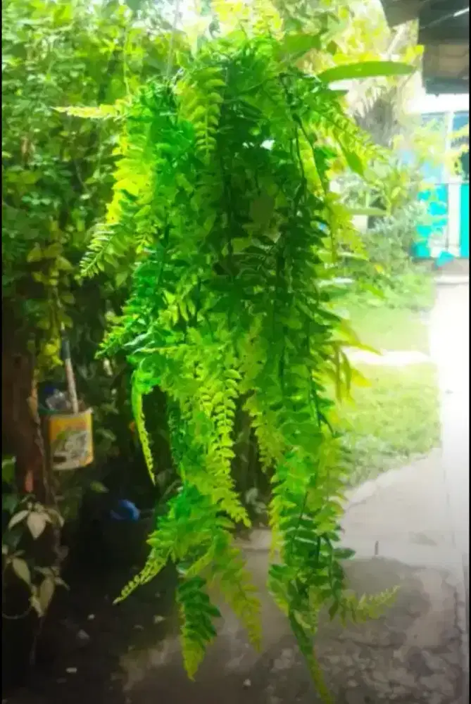 Daun pakis Juntai sintetis