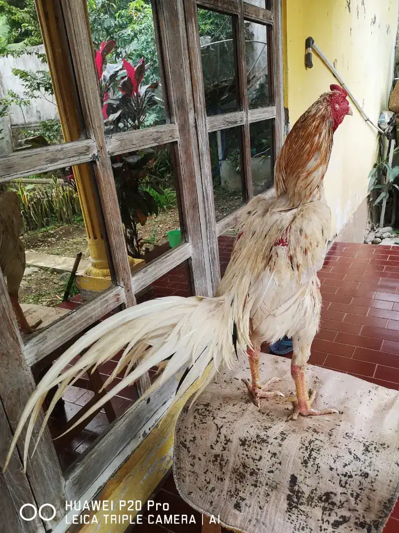 Ayam Plucker x Elid Gagah