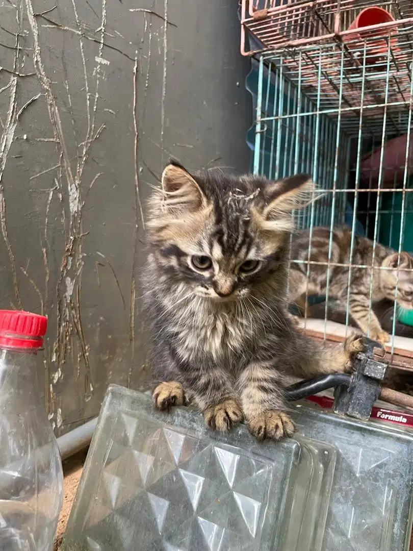 Kucing umur 2 Bulan + Jantan