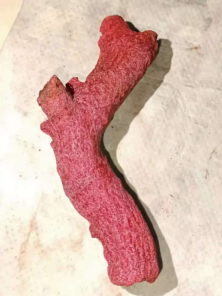 Bahan cincin red coral marjan