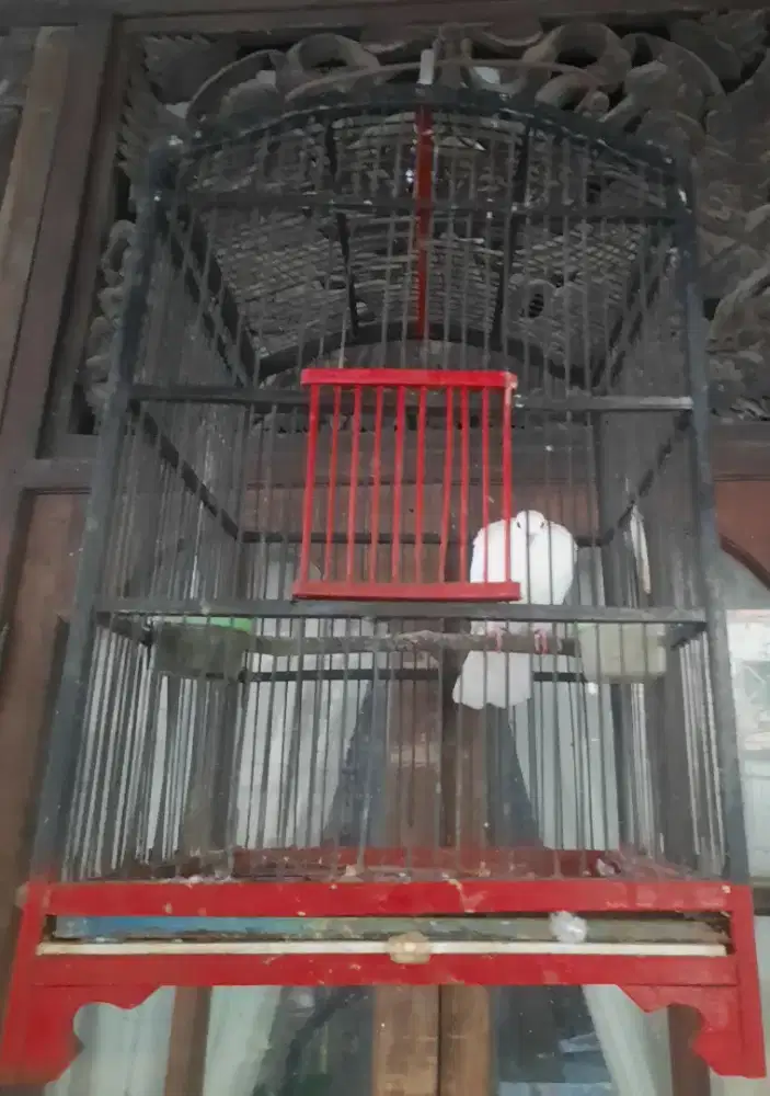 Puter Albino Dewasa Jantan + Sangkar