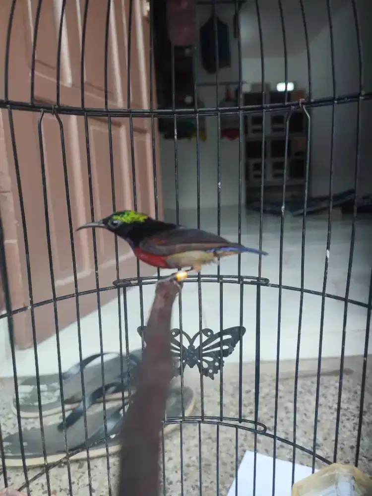 Burung konin gacoran