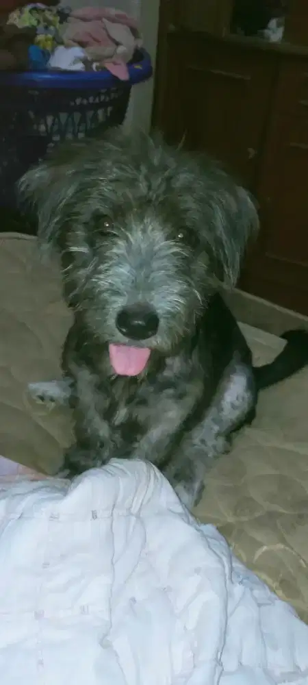 Anjing mix schnauzer betina usia 3bln