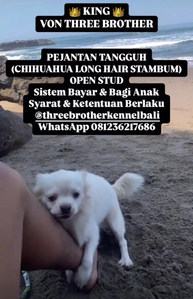 Chihuahua Jantan Long Hair Dan Short Hair Stud Service