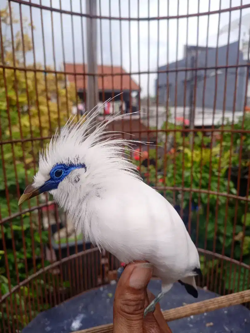 Burung jalak bersertifikat resmi jinak total