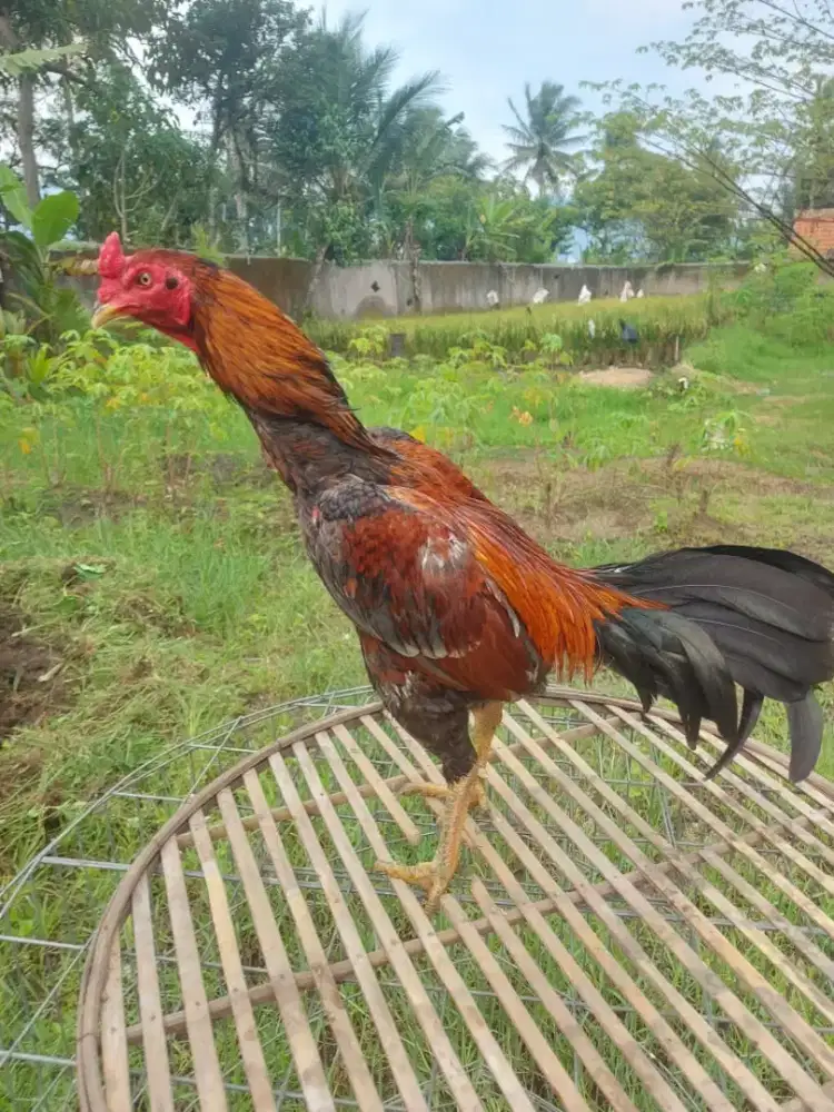Ayam Jawara Tomat junior big size
