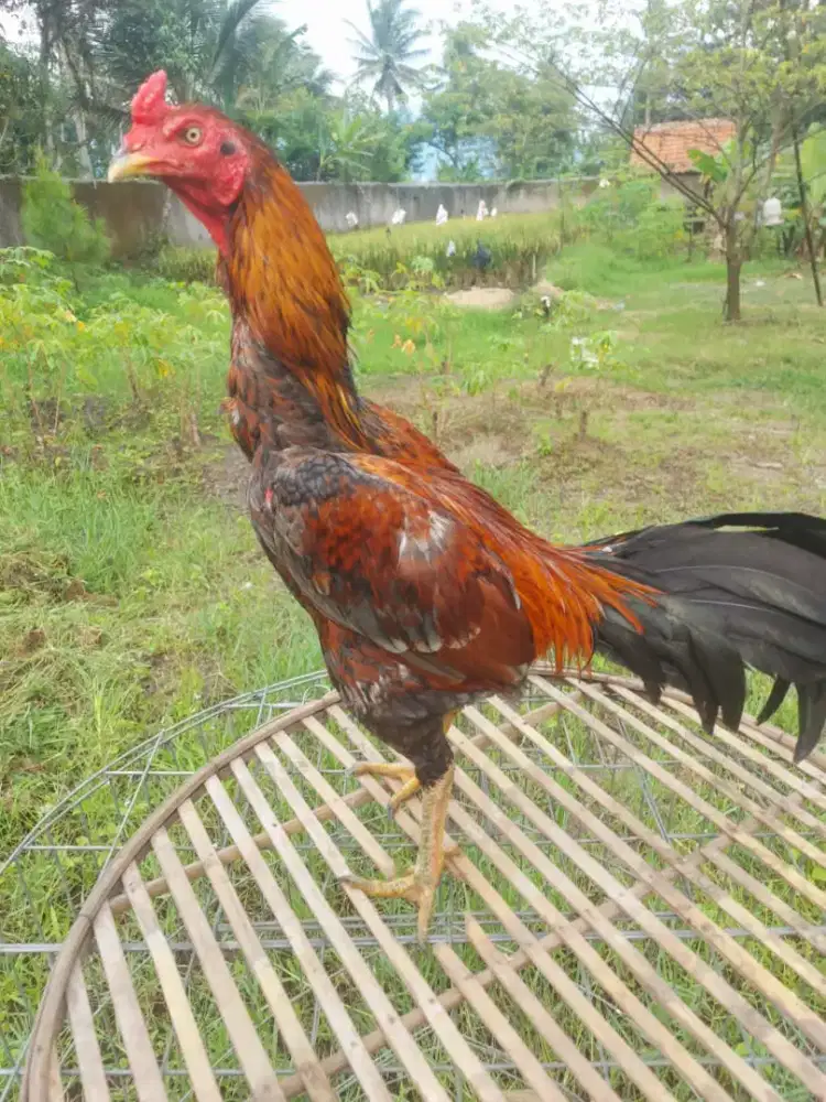 Ayam Jawara Tomat junior big size