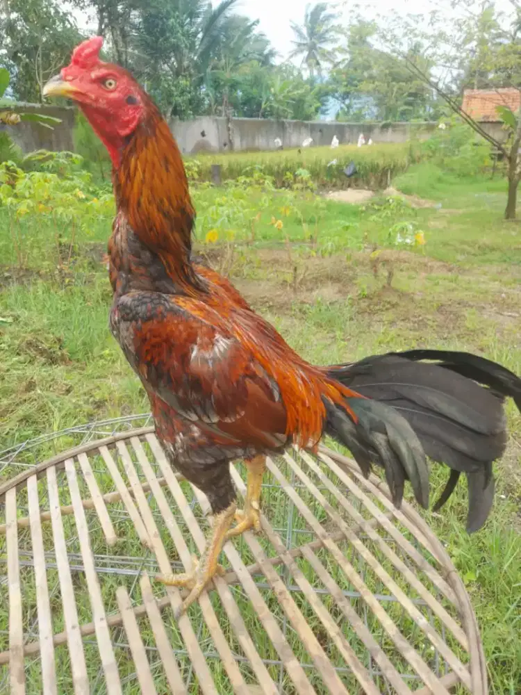 Ayam Jawara Tomat junior big size