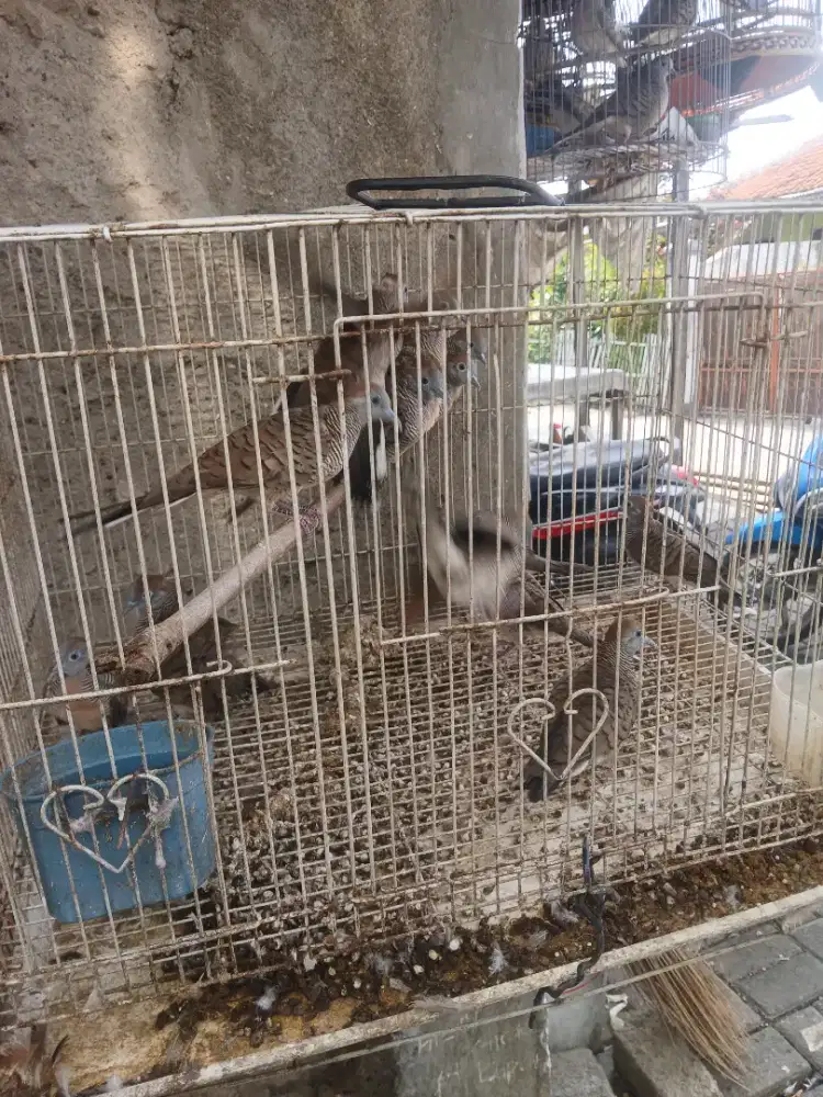 Jual burung perkutut lokal burja