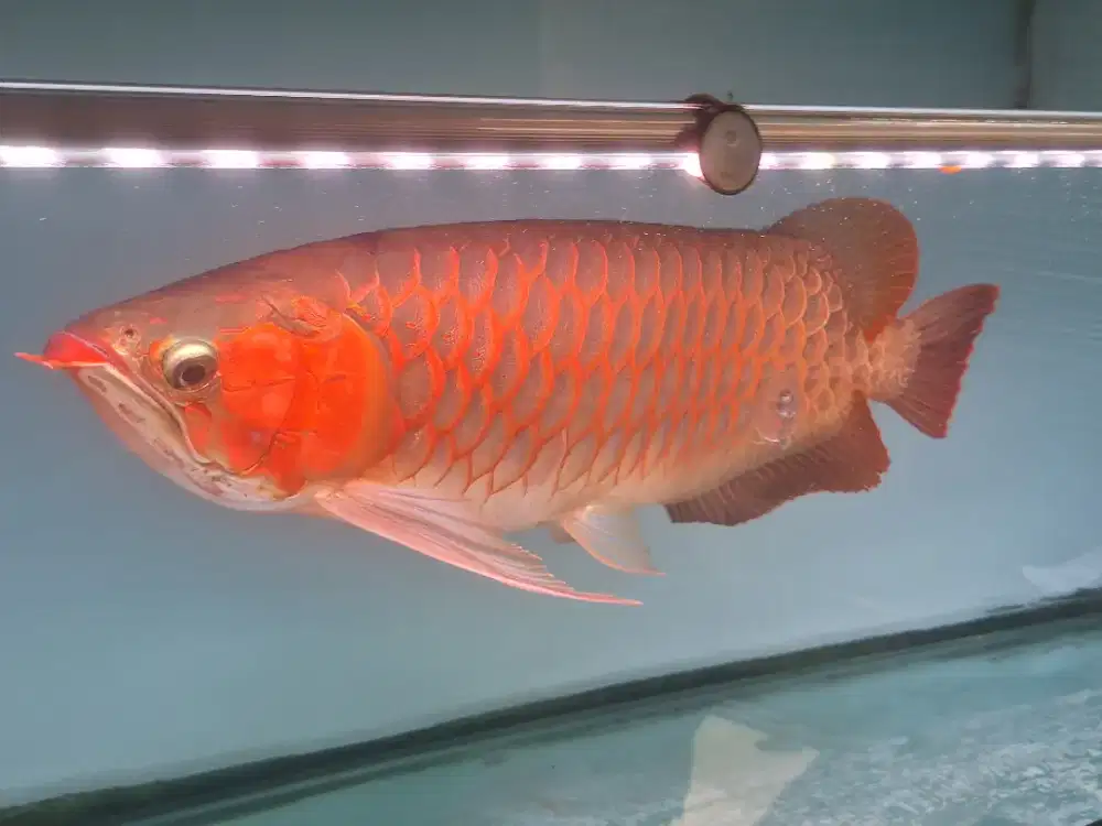 Super red size 40cm up