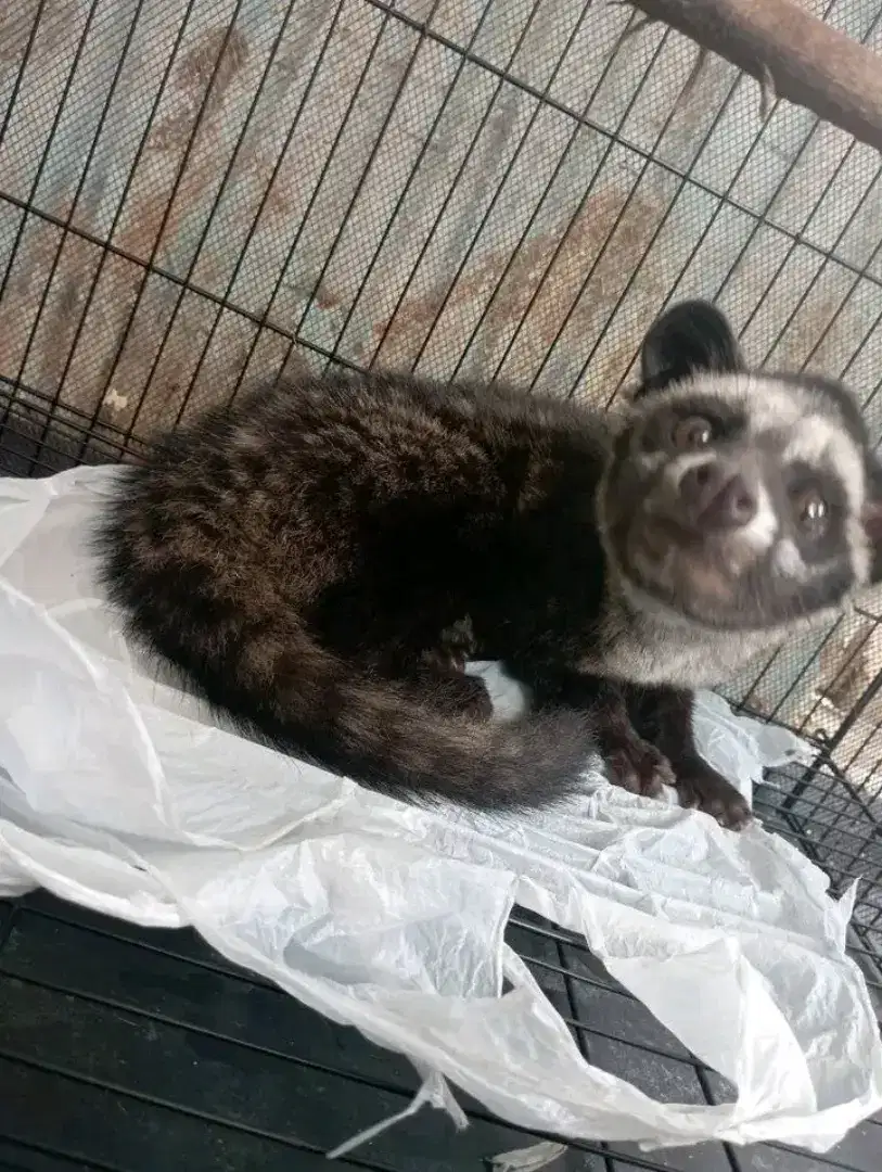 Musang pandan wangi