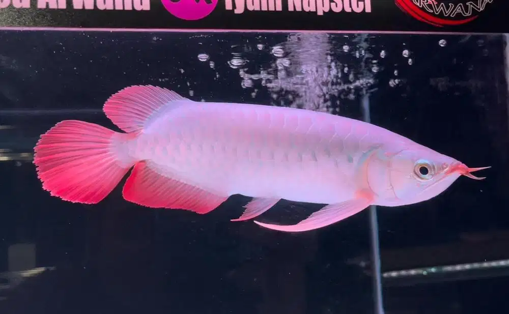 Super Red Ekor Kipas Close Mewah 40 cm