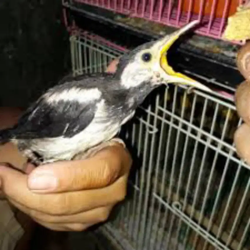 Jalak suren lolohan