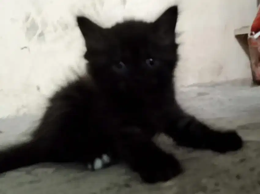 Kucing Persia hitam solid jantan
