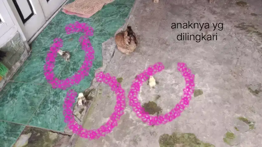 AYAM KATE 5 pasang dengan anak 3 ekor