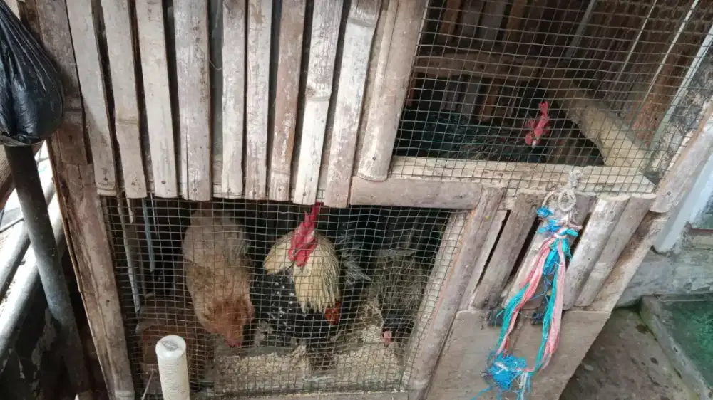 Jual ayam kate sepasang 150