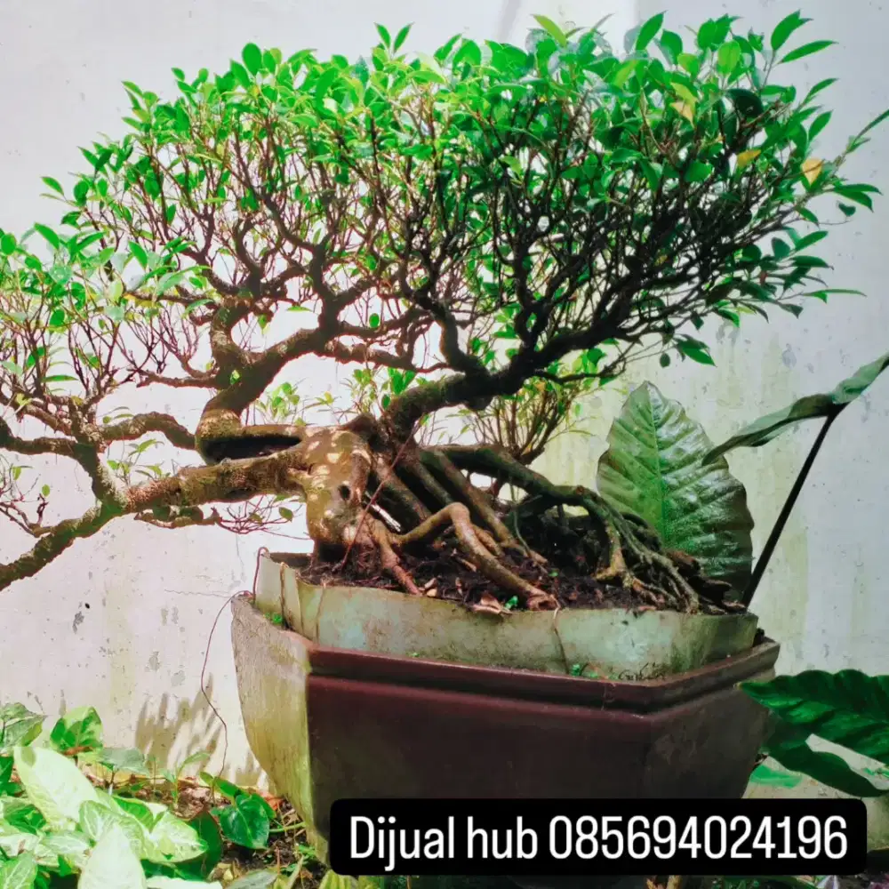 Dijual Bonsai tanaman