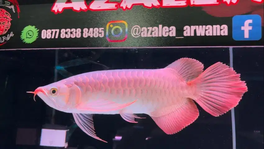 Super Red S Class 30cm