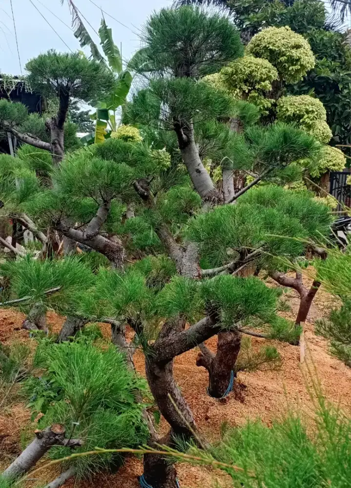 bonsay cemara dan tanaman hias