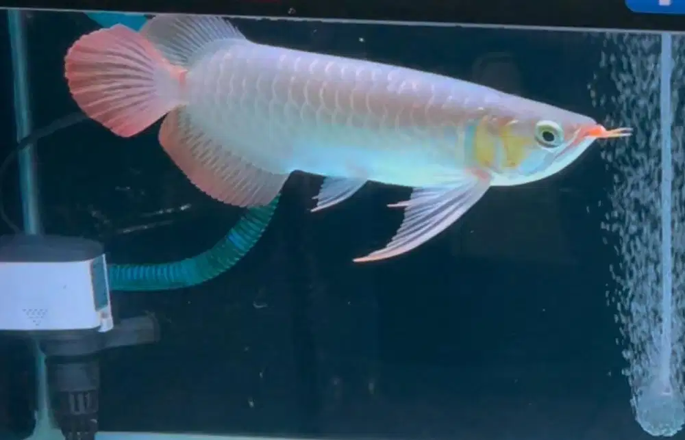 Arwana Super Red Spesial Anatomi 27cm