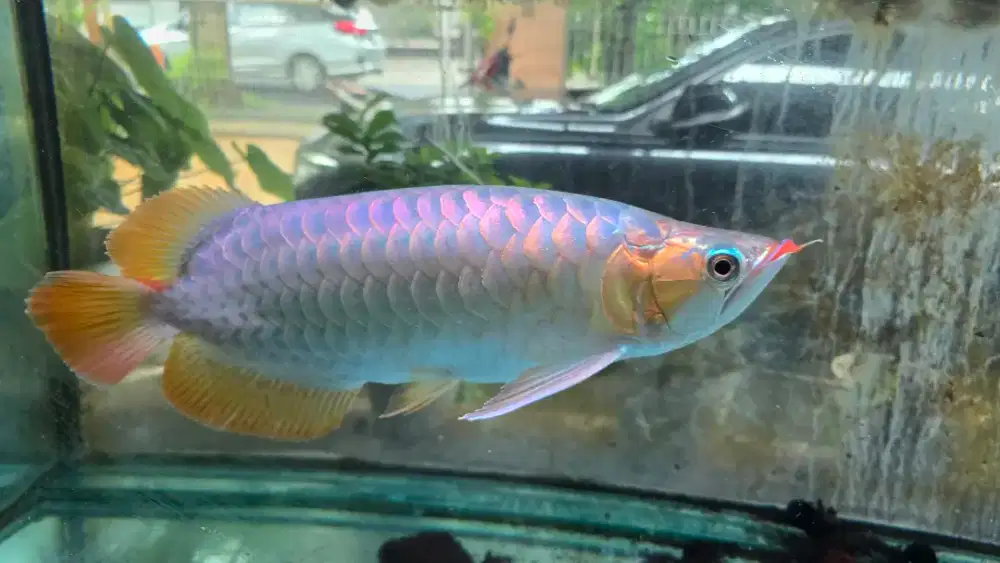 Ikan arwana Super Red Bersertifikat