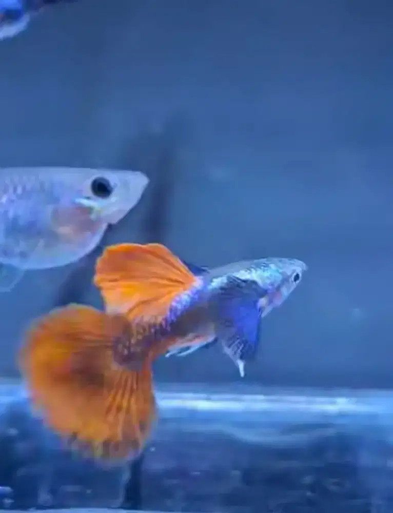 Ikan hias prtde guppy gapi sepasang