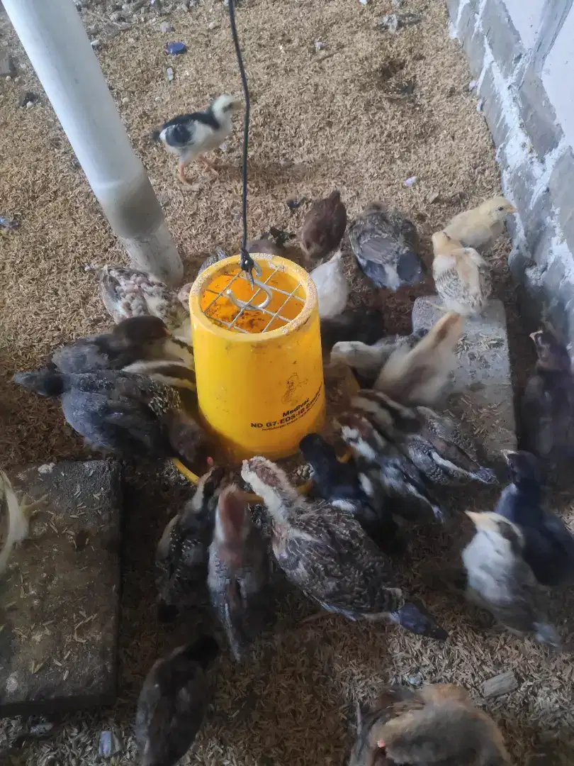 AYAM KAMPUNG ANAKAN