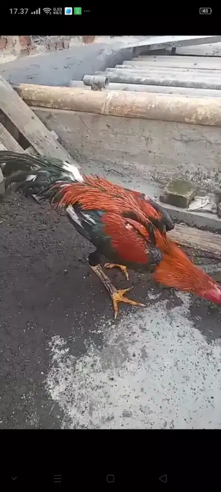 Sale Ayam bangkok turunan klasik F1