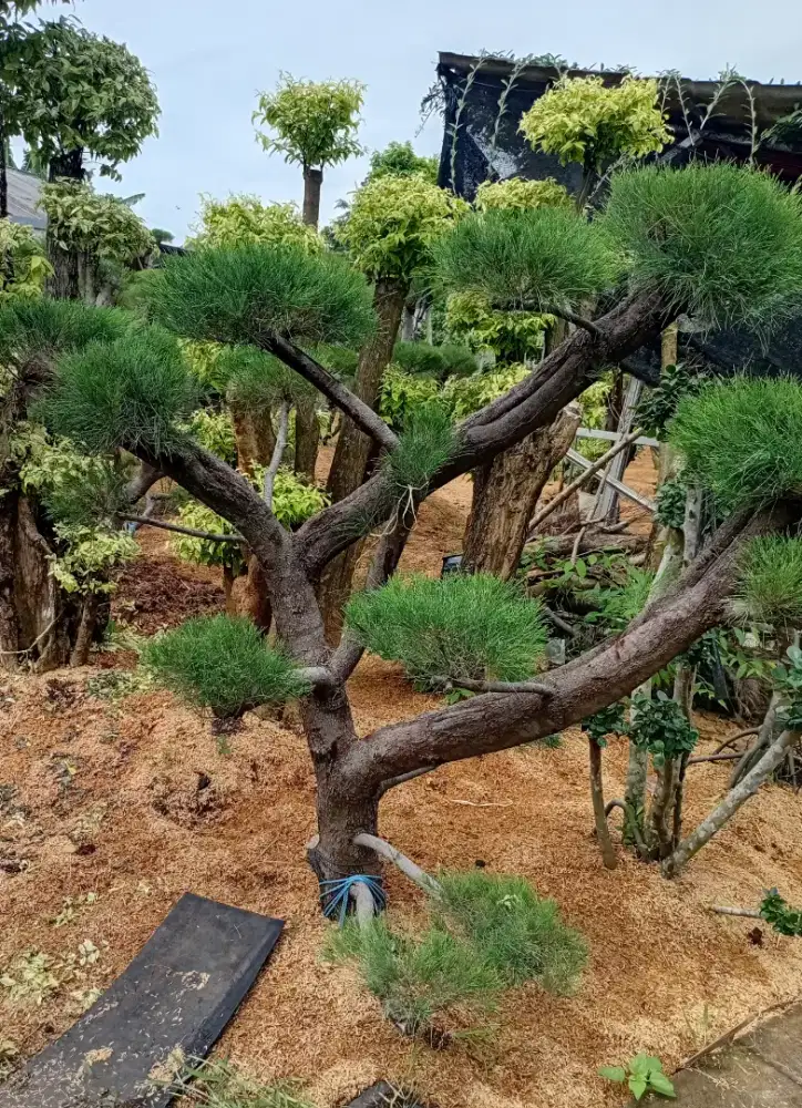 bonsay cemara dan tanaman hias