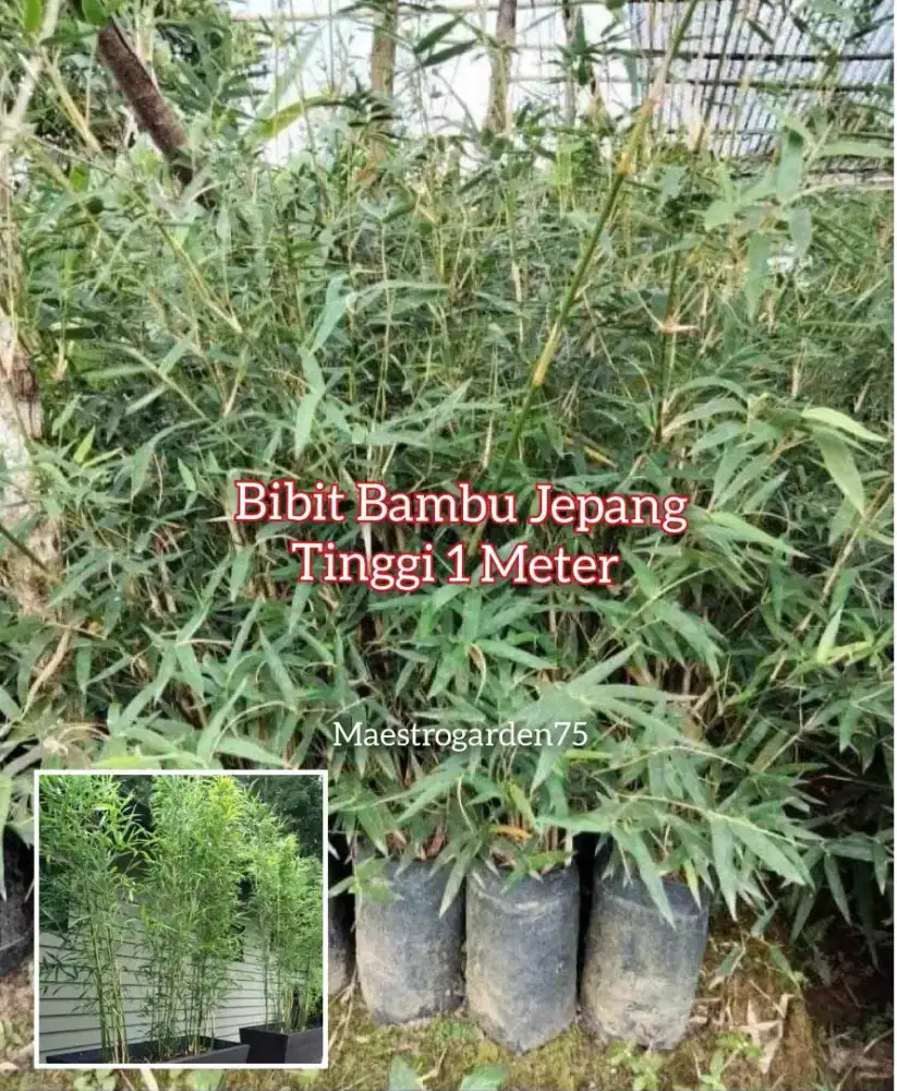 Bambu Jepang Polybag Tinggi 1 Meter an