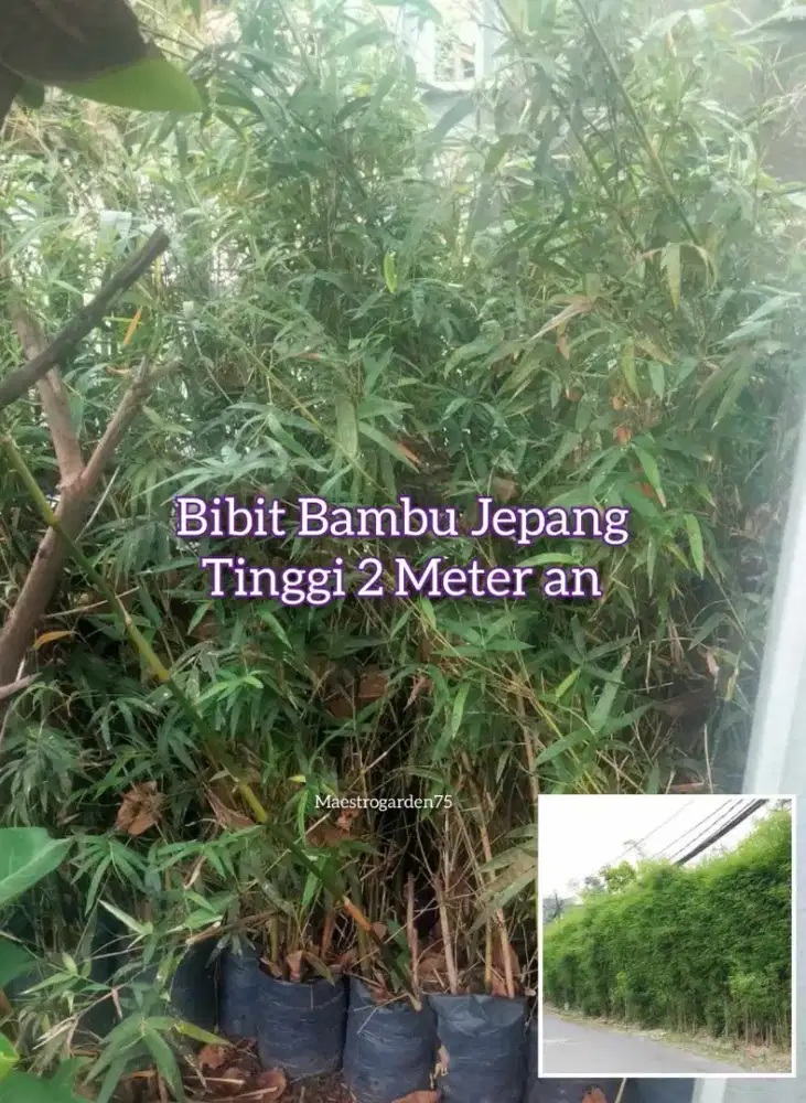 Bambu Jepang Polybag Tinggi 2 Meter an
