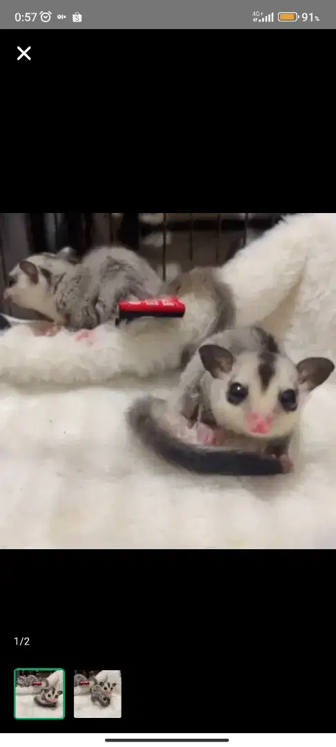 Sugar glider whiteface