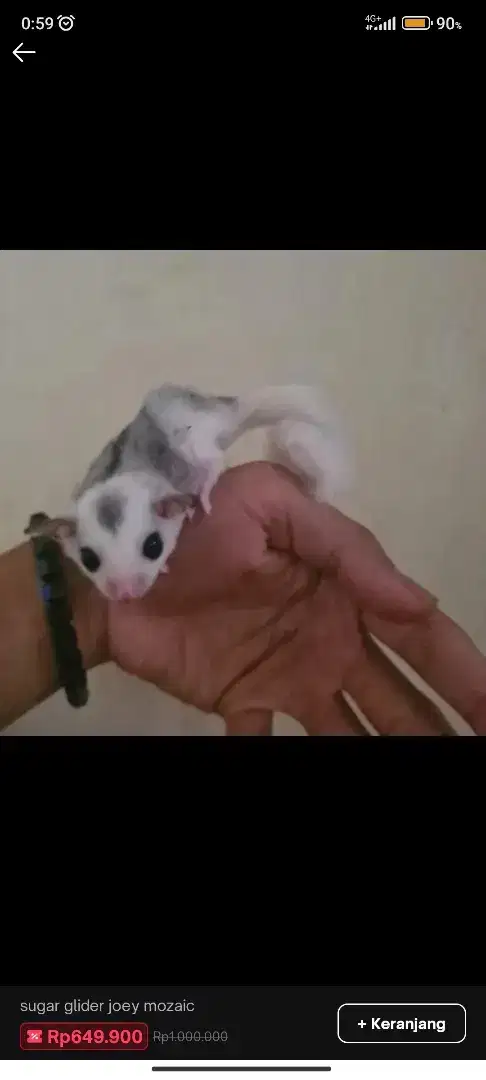 Sugar glider mozaic