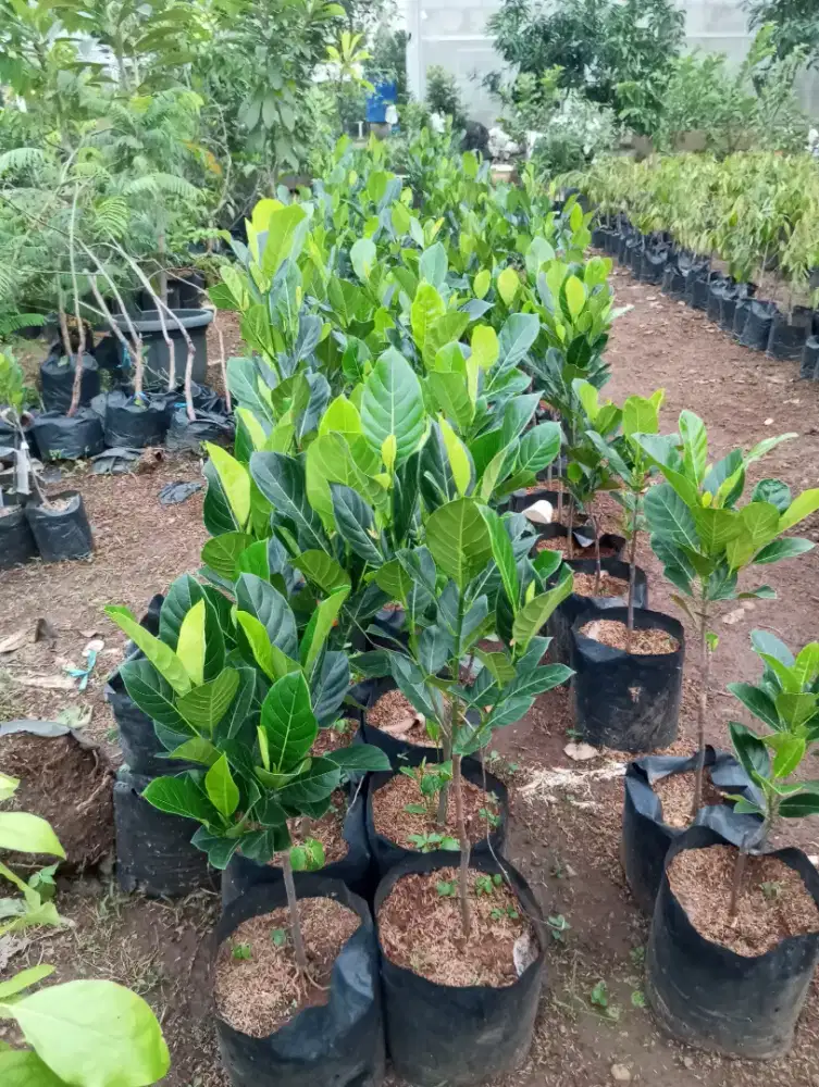 Bibit Nangka Sikandel, Nangka merah  daeng Surya dan cempedak