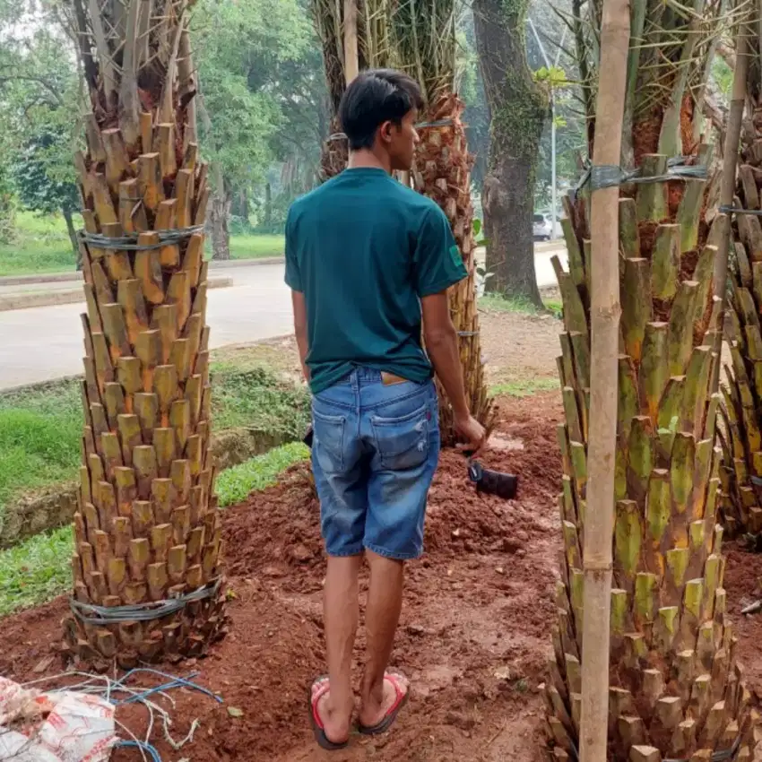 Pohon palem kenari