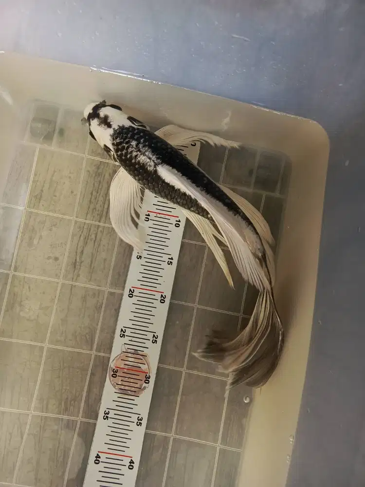 Koi kumpay kabuto 50cm