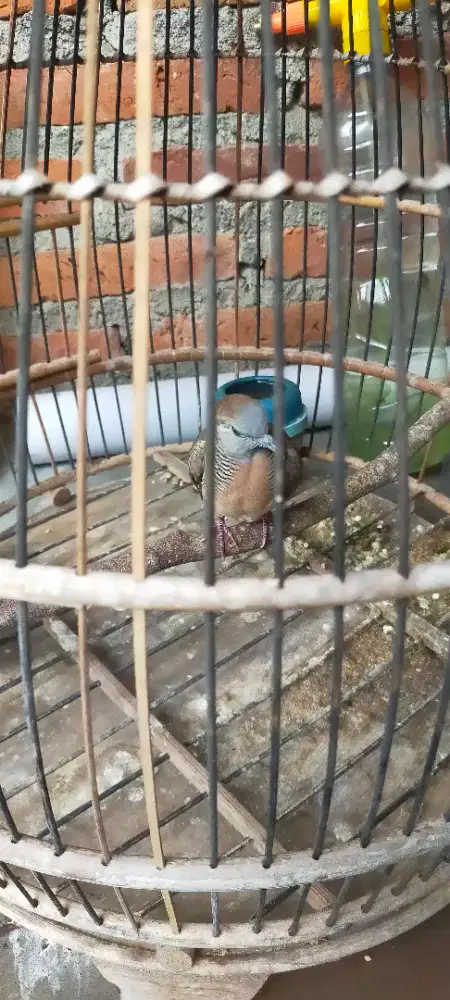 Burung perkutut lokal alam sayap 1 muncis banyumili