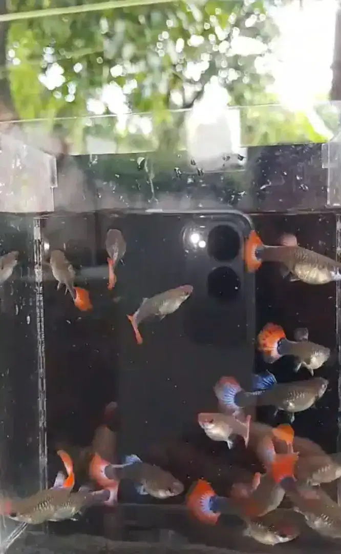 Tuxedo ikan guppy gapi hias prtde murah