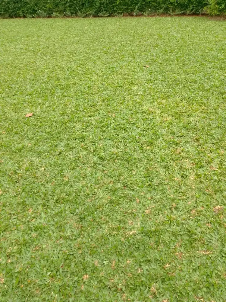 Jual rumput gajah mini