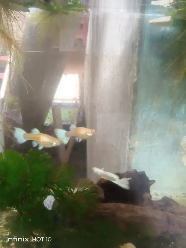 Ikan AFP Guppy Indukan