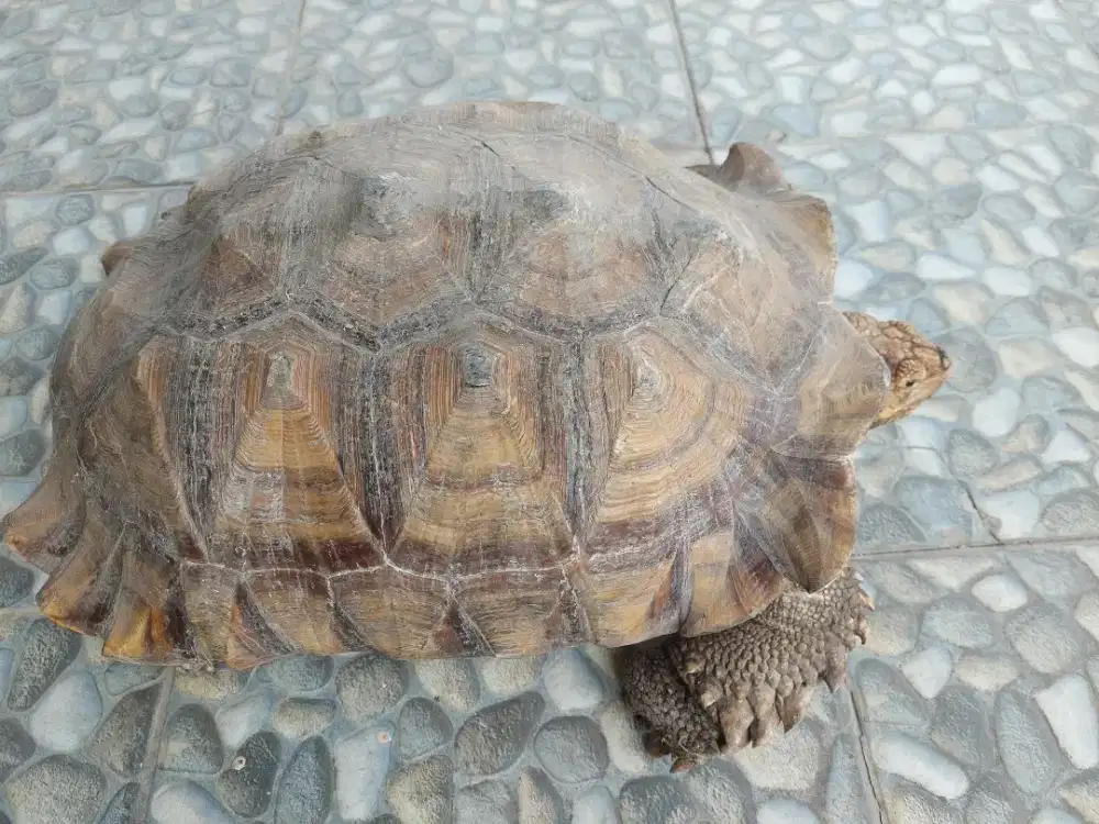 Sulcata dewasa, jenis kelamin jantan