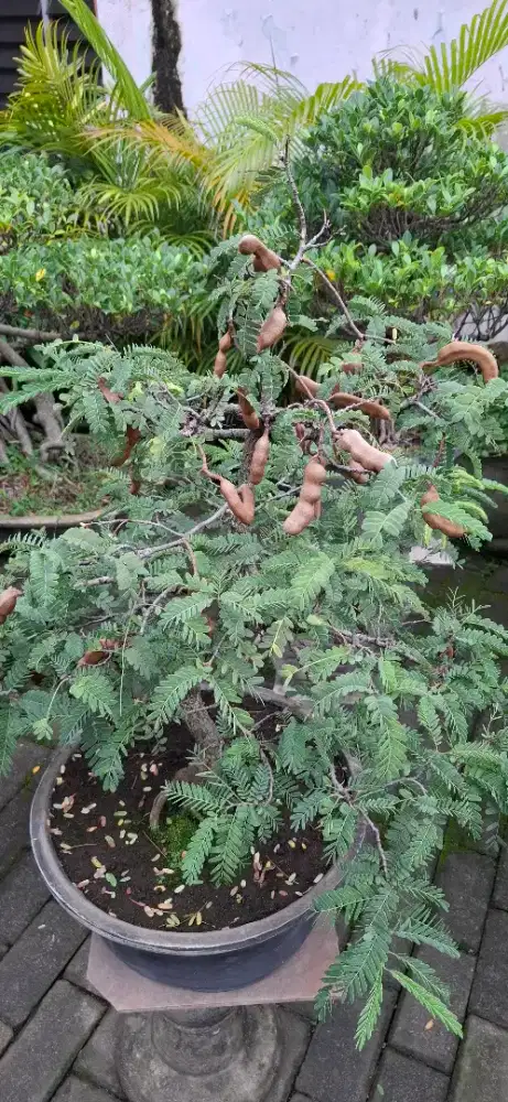 Bonsai Pohon Asam Jawa berbuah usia kurleb 25 thn