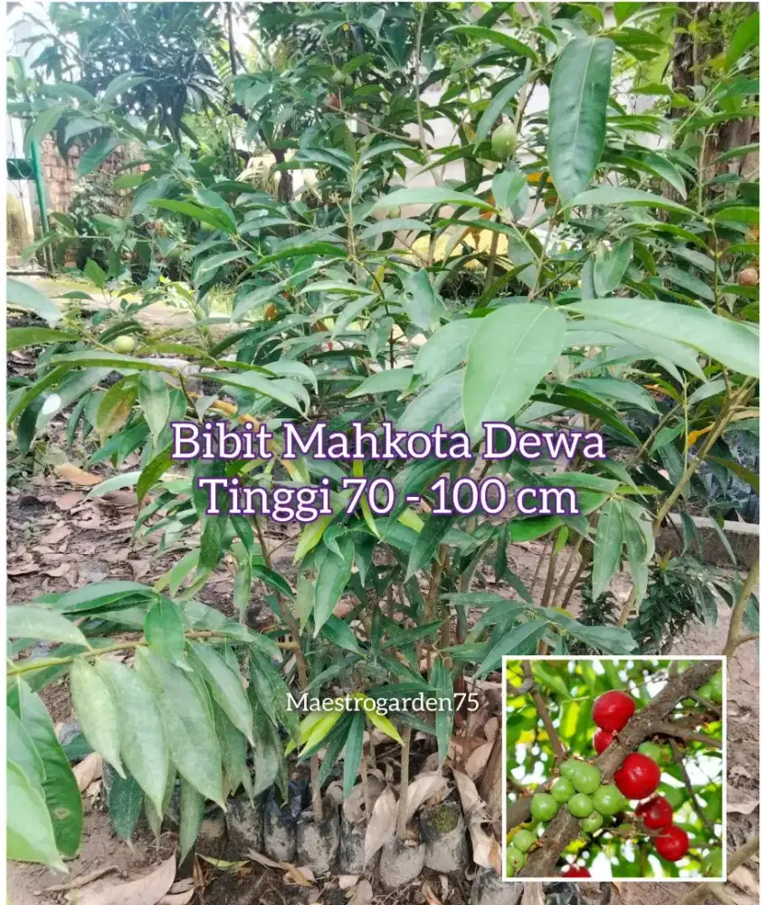 Mahkota Dewa Tinggi 1 Meter an