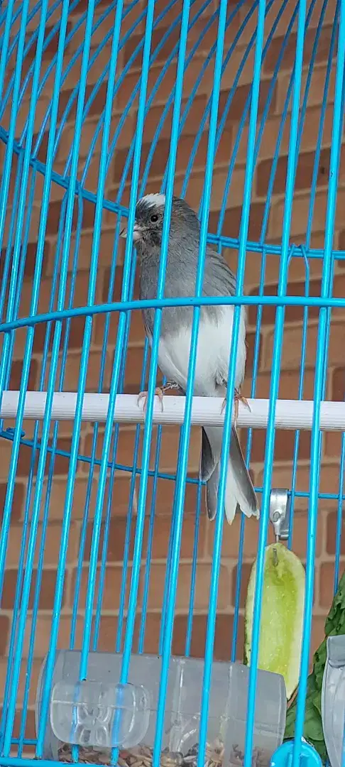 BURUNG MUDA KENARI AFS PANDA JANTAN