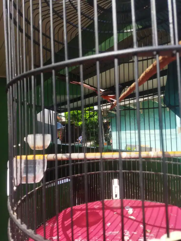 Murai batu medan ekor panjang